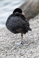 Blässhun am Werdenberger See