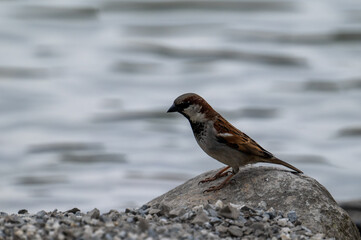 Spatz am Werdenberger See