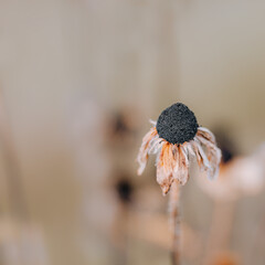 close up of a flower