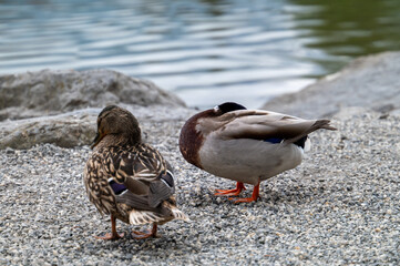 Enten am Werdenberger See
