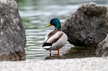 Enten am Werdenberger See