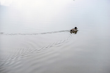 ducks in the water, nacka, sverige, stockholm, sweden
