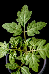 green leaves on black, nacka, sverige, stockholm, sweden