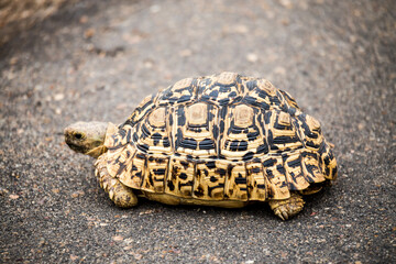 Leopard tortoise Africa