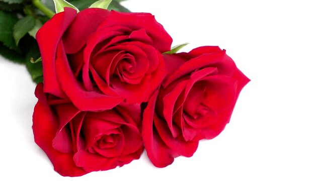 Red roses on a white background. Flowers.