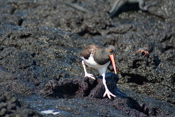 American oystercatcher (Haematopus palliates) walking on lava rock at Punta Espinoza, Fernandina...