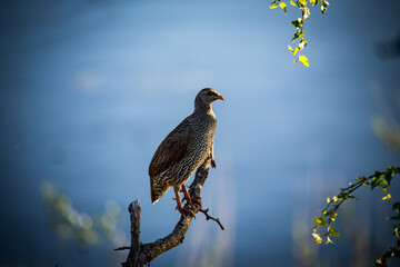 Francolin in africa