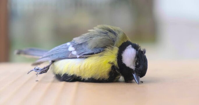 Dead black-capped Great tit (Parus major), a passerine bird, wind blowing in its feathers.