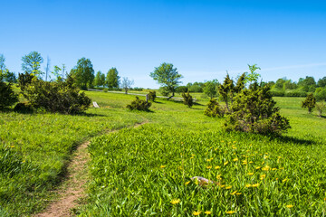 Footpath on a flowering meadow in summer