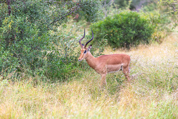 male impala