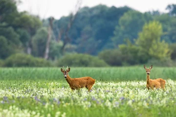 Gardinen Paar Rehe, die im Sommer auf einer blühenden Wiese spazieren gehen © WildMedia