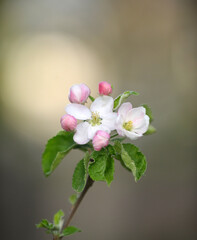 Fototapeta premium apple blossoms on the tree in orchard
