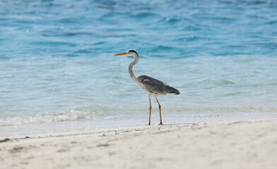 gray heron on the shore of a tropical resort