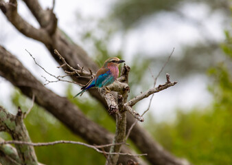 lilac breasted roller