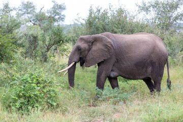 Fototapeta premium Elephant bull