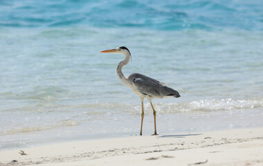 gray heron on the shore of a tropical resort