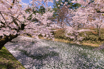 Fototapeta premium 弘前市 弘前公園の満開の桜