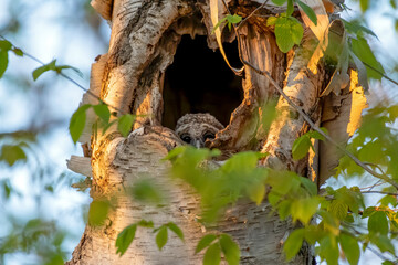 Baby barred owl peeking out from its nest in the trunk of a birch tree. Its sibling is further down...