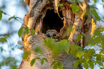 Baby barred owl peeking out from its nest in the trunk of a birch tree. Its sibling is further down in the cavity.