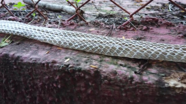 The Indian rat snake, Ptyas mucosa also known as Dhaman snake shed skin on a wall. When snakes grow, their skin does not, so they outgrow it. When this happens, they shed their outer layer of skin