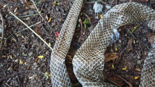 The Indian rat snake, Ptyas mucosa also known as Dhaman snake shed skin on the ground. When snakes grow, their skin does not, so they outgrow it. When this happens, they shed their outer layer of skin