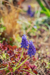 花壇に咲くムスカリの花