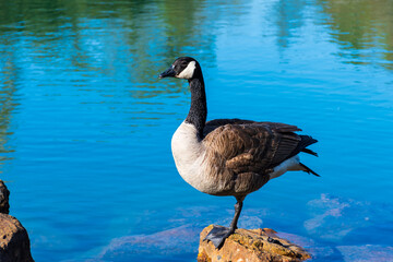 View of a Canadian goose standing on a stone in a pond