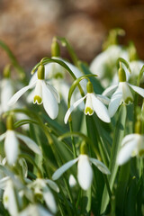 Schneegl&ouml;ckchen im Wald in der Morgensonne	
