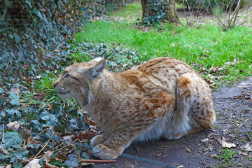 Close-up of a lynx that sits on the ground.