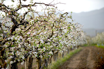 apple blossoms on the tree in orchard
