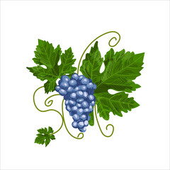 Juicy ripe bunch of grapes with green leaves, on an isolated white background.