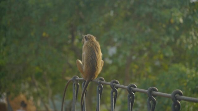 Walking Toque monkey on Rail in Sri Lanka Asia