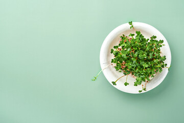 Sprouted radish microgreens in white ceramic plate on green background. View from above. Concept healthy eating, diet and Earth Day.