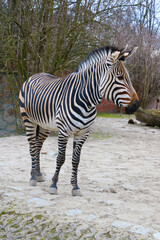 Fototapeta na wymiar Close-up on a beautiful adult zebra in the park.
