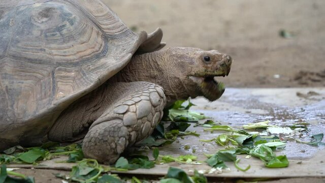 Giant turtle with spiky bony turtle shell eating leaves at the zoo wildlife sanctuary. 