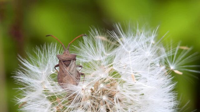 Dock Bug or Dock Leaf Bug, Coreus marginatus on the Common Dandelion seeds, Taraxacum officinale