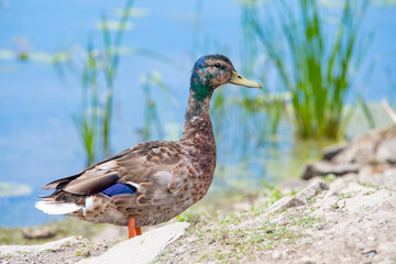 Cute young mallard with partial adult colouring on his head, standing by a lake with tall grasses in the background