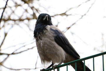 Close-up of a black crow sitting on a fence.