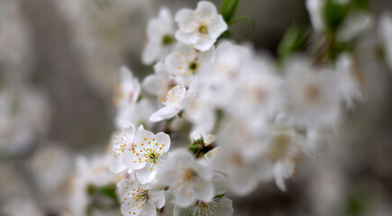 Obraz premium SPRING. plum blossom in a blooming garden