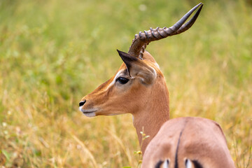 Impala Male