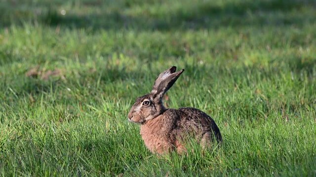 Brown hare group sitting on the meadow, mating seasons, spring, (lepus capensis), germany
