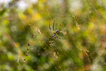 Golden ord web spider 
