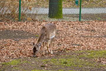 Close-up on young deer in the park.