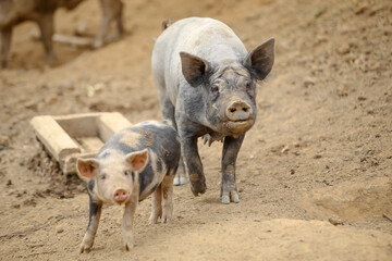 Fototapeta premium Porcos na fazenda.