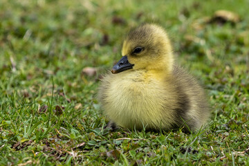 Beautiful yellow fluffy greylag goose baby gosling in spring, Anser anser