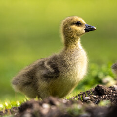 Beautiful yellow fluffy greylag goose baby gosling in spring, Anser anser