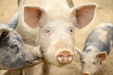 Fototapeta premium Porcos na fazenda.