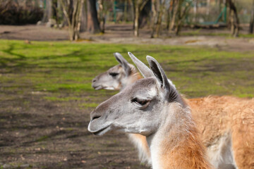 Naklejka na ściany i meble Close-up on a llama in the park.