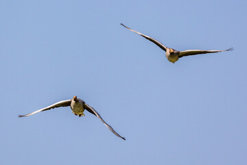 The flying greylag goose, Anser anser is a species of large goose