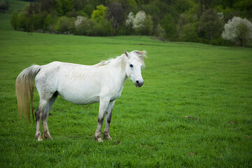 Obraz na płótnie Canvas white horse on the field